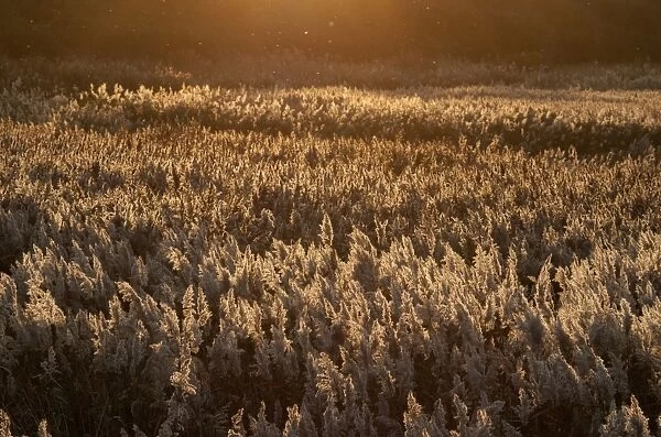 Common Reed (Phragmites australis) reedbed habitat at dusk, Cley, Norfolk, England, october
