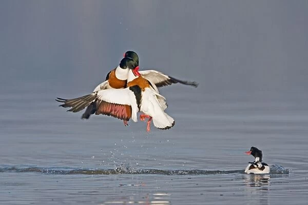 Common Shelduck (Tadorna tadorna) two adult males, in flight, fighting above water during territorial dispute, with female looking on, Suffolk, England, february