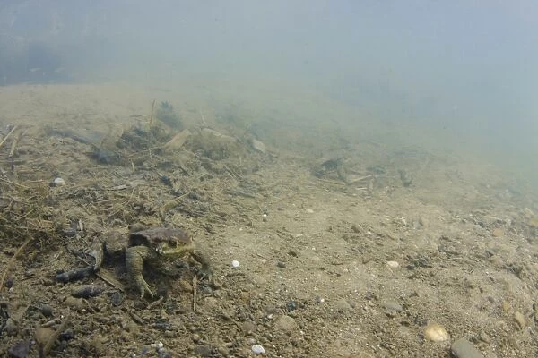 Common Toad (Bufo bufo) adult, underwater on riverbed in river habitat, River Witham, Lincolnshire, England, April