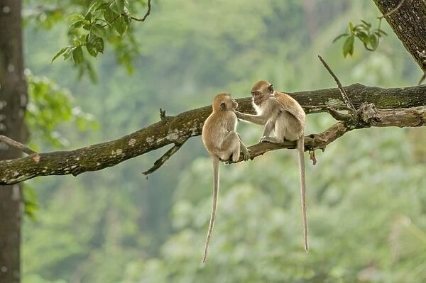 Crab-eating Macaque (Macaca fascicularis) two juveniles, mutual grooming, sitting on branch in tree, Kuala Lumpur