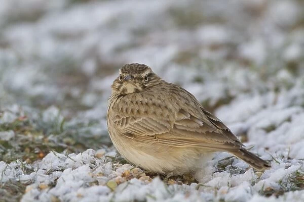 Crested Lark (Galerida cristata) adult, standing in snow, Spain, January