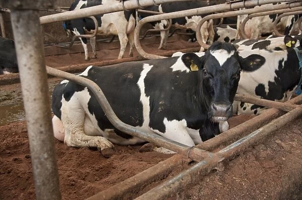 Dairy farming, pedigree Holstein Friesian cows, laying in metal cubicles bedded with sand, Dumfries, Scotland, january