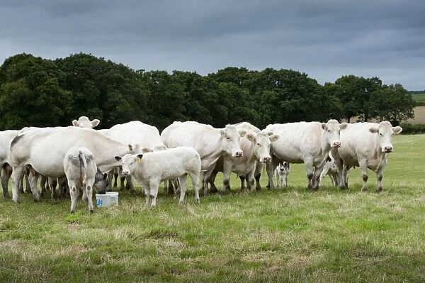 Domestic Cattle, British Blue, cows with calves, herd standing in pasture with mineral supplement feed block, Devon