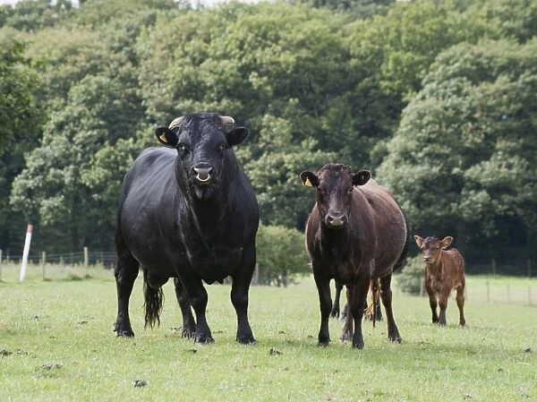 Domestic Cattle, Dexter bull, cow and calf, standing in pasture, Bradford, West Yorkshire, England, july