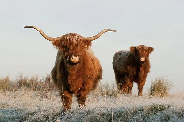 Domestic Cattle, Highland Cattle, cow and calf, standing on frost covered grazing marsh at dawn