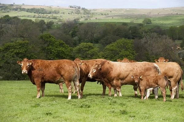 Domestic Cattle, Limousin, Haltcliffe Vermount pedigree bull, world record priced beef bull, with cows and calves, herd standing in pasture on hill farm, Lancashire, England, may