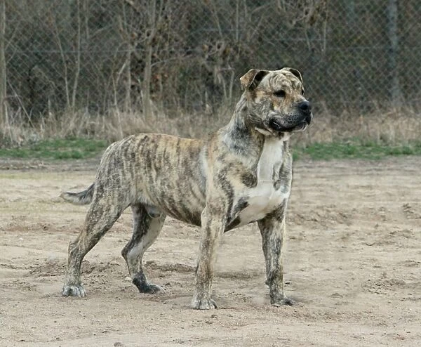 Domestic Dog, Ca de Bou, adult male, standing