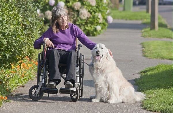 Domestic Dog, Golden Retriever, adult, on pavement with disabled owner confined to wheelchair, England
