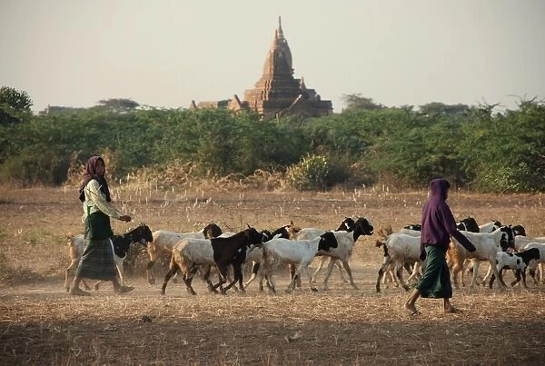 Domestic Goat, herd, with goatherders and Buddhist temple in distance, Bagan, Mandalay Region, Myanmar, January
