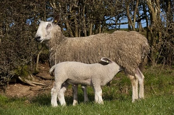 Domestic Sheep, Blue-faced Leicester, ewe with lamb suckling, standing in pasture, England, march