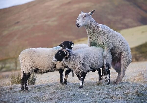 Domestic Sheep, Blue-faced Leicester ram, mating with Swaledale ewe, Dinkling Green Farm, Whitewell, Clitheroe
