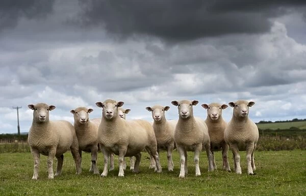 Domestic Sheep, Dorset ewes, flock standing in pasture, Cornwall, England, August