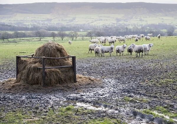 Domestic Sheep, flock, standing in muddy pasture near feeder, Lancashire, England, january