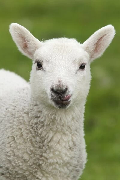 Domestic Sheep, lamb, close-up of head, with tongue out, Shetland Islands, Scotland, June