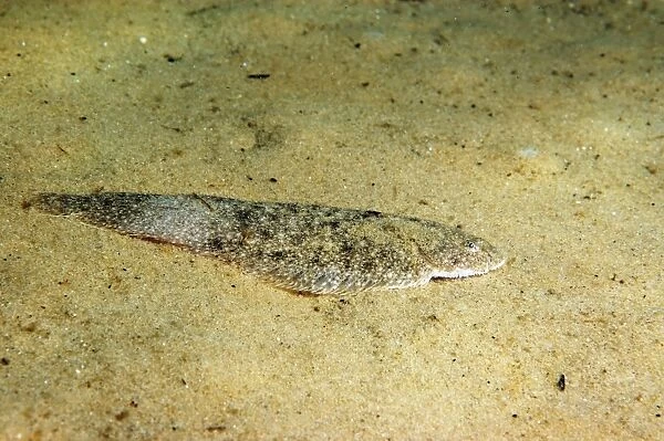 Dover Sole (Solea solea) adult, resting on sandy seabed, Studland Bay, Isle of Purbeck, Dorset, England, August