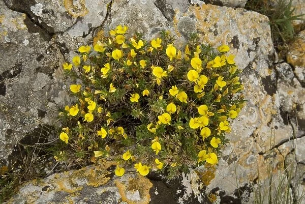 Dwarf Restharrow (Ononis minutissima) flowering, growing on limestone rock, Southwest France, October