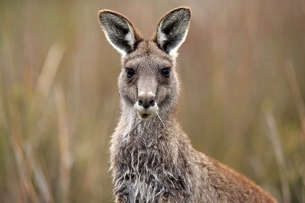 Eastern Grey Kangaroo (Macropus giganteus) adult, close-up of head, feeding, Wilsons Promontory N. P