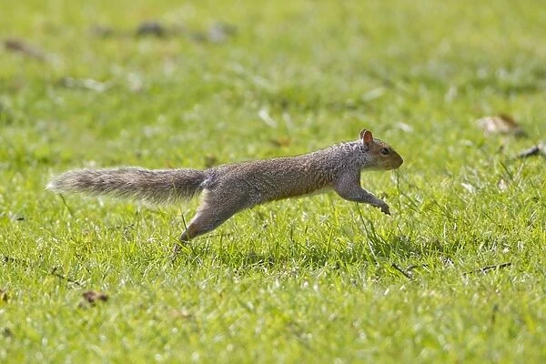 Eastern Grey Squirrel (Sciurus carolinensis) introduced species, adult, running, Suffolk, England, june