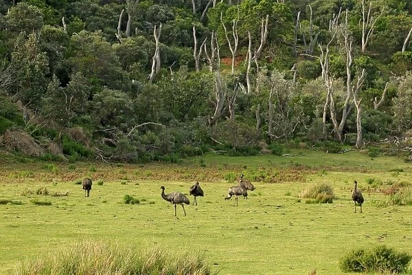 Emu (Dromaius novaehollandiae) six adults, foraging in habitat at edge of woodland, Wilsons Promontory N. P