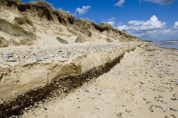 Erosion of beach and sand dunes, Minsmere, Suffolk, England, may