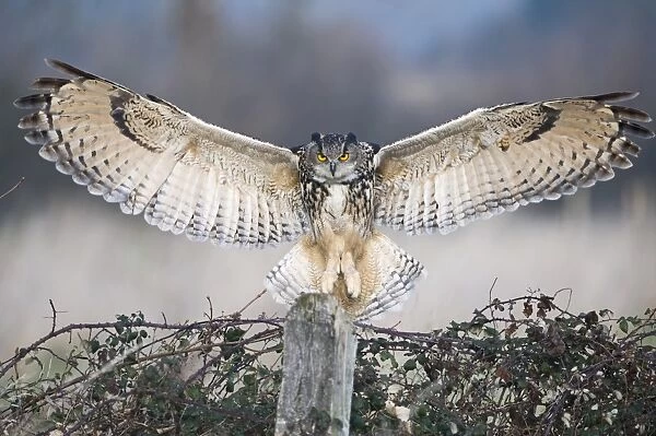 Eurasian Eagle-owl (Bubo bubo) adult, in flight, landing on post, Gloucestershire, England (controlled)