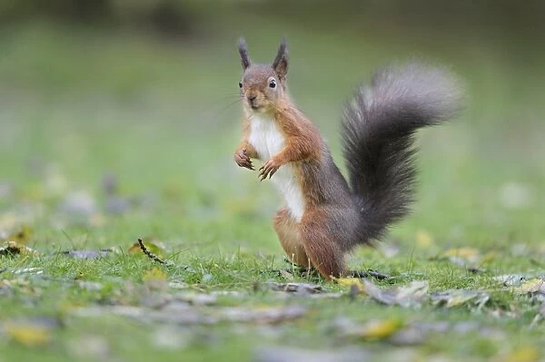 Eurasian Red Squirrel (Sciurus vulgaris) adult, standing on garden lawn, Newlands Valley, near Keswick