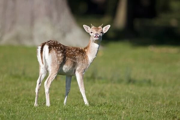 Fallow Deer (Dama dama) yearling buck, in flehmen response during rutting season, Suffolk, England, october