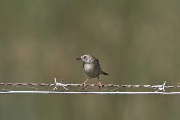 Fan tailed Warbler or Zitting Cisticola on wire fence - Coto Donana, Spain