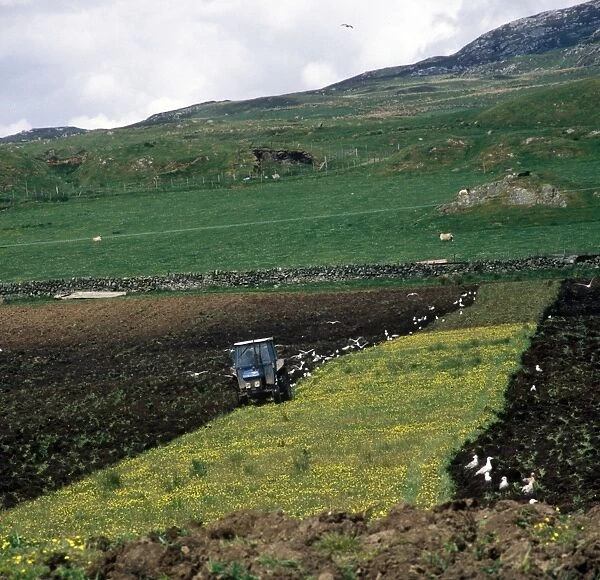 Farming - Ploughing Cultivating marginal hill land on Islay, Scotland