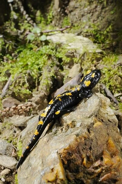 Fire Salamander (Salamandra salamandra) adult, on rock in habitat, Italy, august