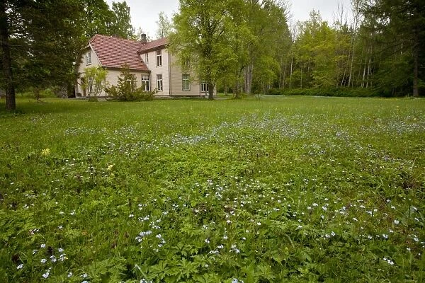 Flowery meadow habitat around old house, Viidumae N. P. Saaremaa Island, Estonia, may