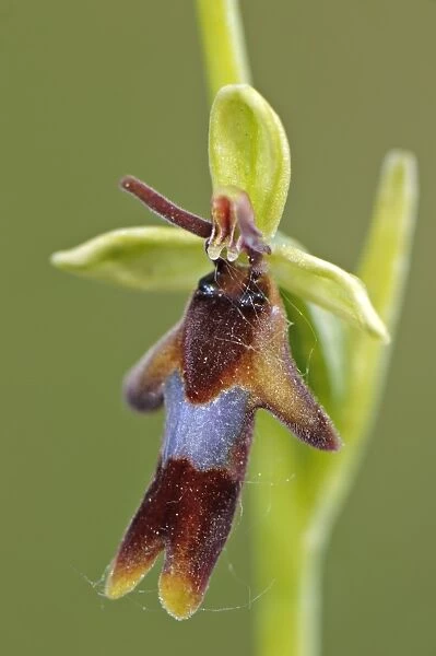 Fly Orchid (Ophrys insectifera) close-up of flower, Italy, may