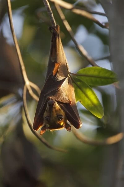 Gambian Epauletted Fruit Bat (Epomophorus gambianus) adult, hanging from tree in evening sunlight, Gambia