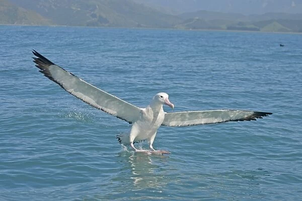 Gibson's Antipodean Albatross (Diomedea antipodensis gibsoni) adult, landing on sea, New Zealand, november