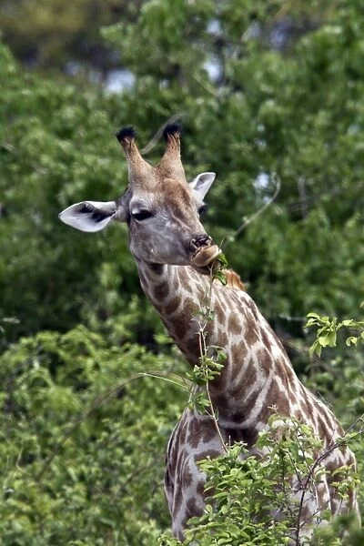 Giraffe feeding on leaves - Botswana