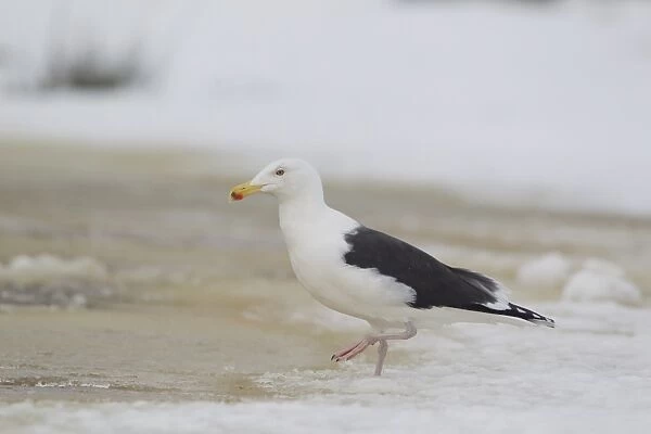 Great Black-backed Gull (Larus marinus) adult, winter plumage, walking on ice of partially frozen pond, Suffolk