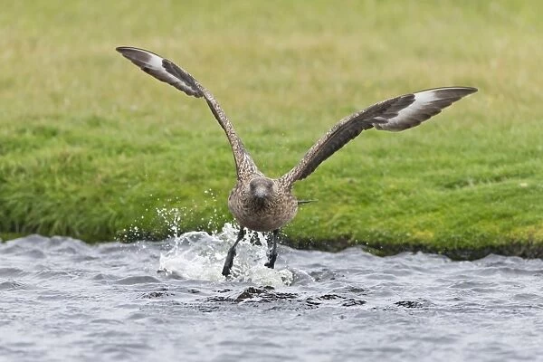 Great Skua (Stercorarius skua) adult, in flight, taking off from water, Shetland Islands, Scotland, June