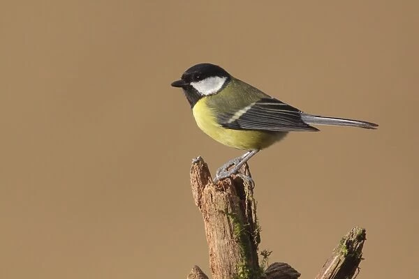 Great Tit (Parus major) adult, perched on stump, West Yorkshire, England, March
