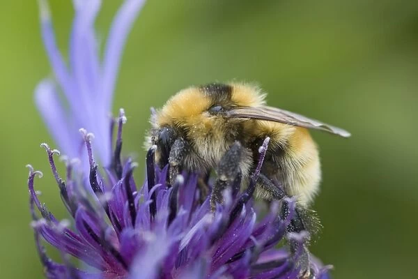 Great Yellow Bumblebee (Bombus distinguendus) adult, feeding on flower, Mainland, Orkney, Scotland, june