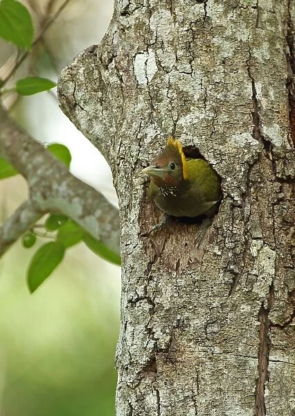 Greater Yellownape (Picus flavinucha lylei) adult female, leaving nesthole in tree trunk, Kaeng Krachan N. P