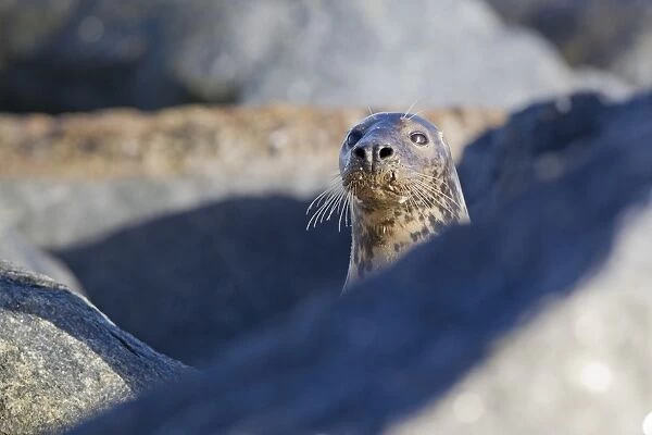 Grey Seal (Halichoerus grypus) adult female, looking over rocks on beach, Horsey, Norfolk, England, november