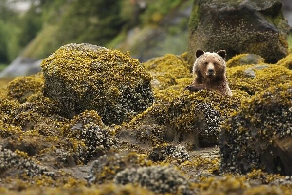 Grizzly Bear (Ursus arctos horribilis) adult, sitting amongst shoreline rocks in temperate coastal rainforest