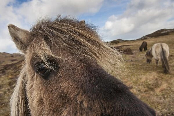 Horse, Eriskay Pony, mare, close-up of head, in moorland, South Uist, Outer Hebrides, Scotland, May