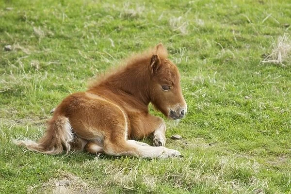 Horse, Shetland Pony, foal, resting in pasture, Shetland Islands, Scotland, June