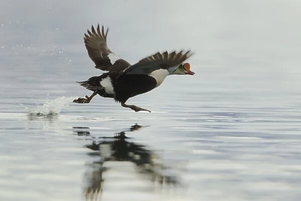 King Eider (Somateria spectabilis) adult male, taking off from sea, Svalbard, july