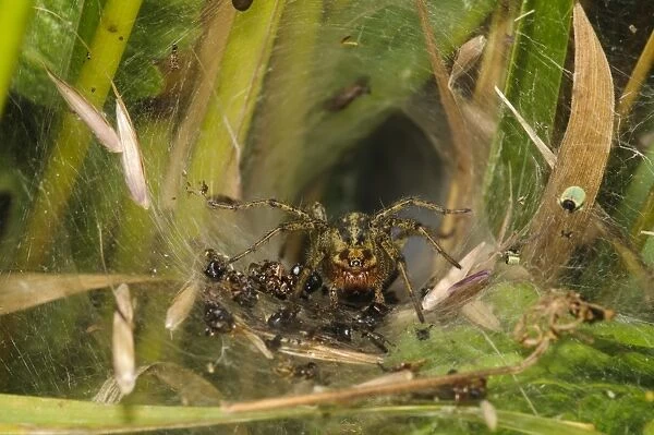 Labyrinth Spider (Agelena labyrinthica) adult, surrounded by remains of recent meals, in tunnel web