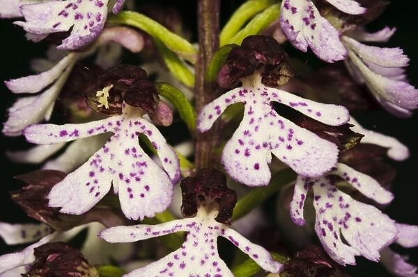 Lady Orchid (Orchis purpurea) close-up of flowers, Denge Wood, North Downs, Kent, England, May