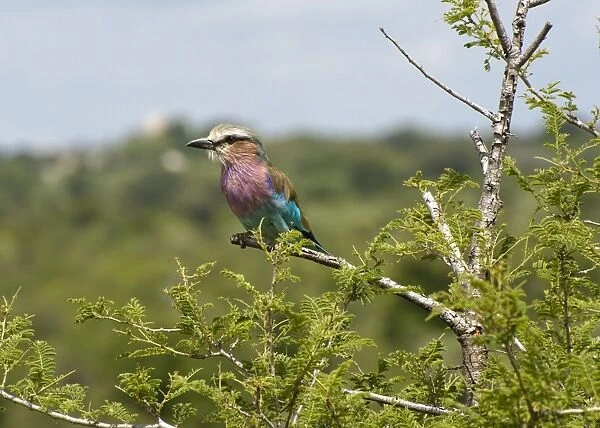 Lilac-breasted Roller (Coracias caudata) adult, perched on branch, Kruger N. P. Mpumalanga, South Africa