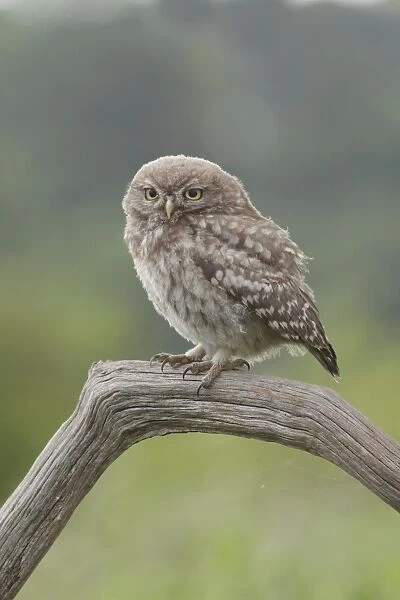 Little Owl (Athene noctua) juvenile, perched on dead branch in farmland, West Yorkshire, England, July