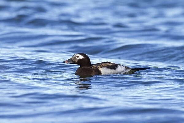 Long-tailed Duck (Clangula hyemalis) adult male, breeding plumage, swimming on lake, Lake Myvatn, Iceland, May